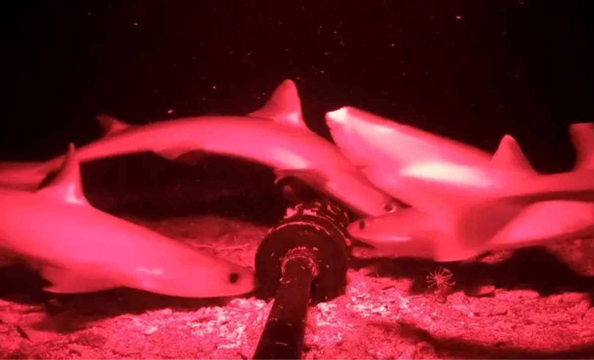 Deep-Sea Night-Vision Dive Reveals First Live Indonesian Houndshark and More