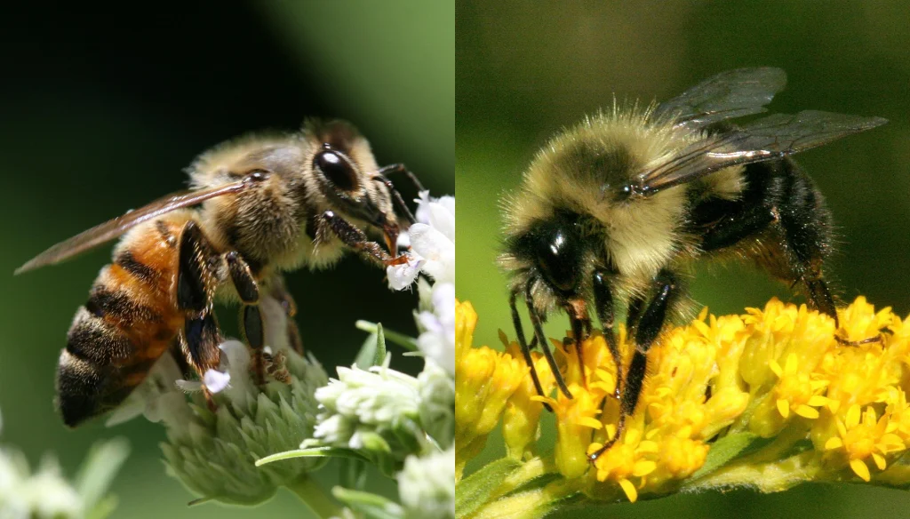 The Uncertainty of Bee Pesticide Protections: A Conservation Concern