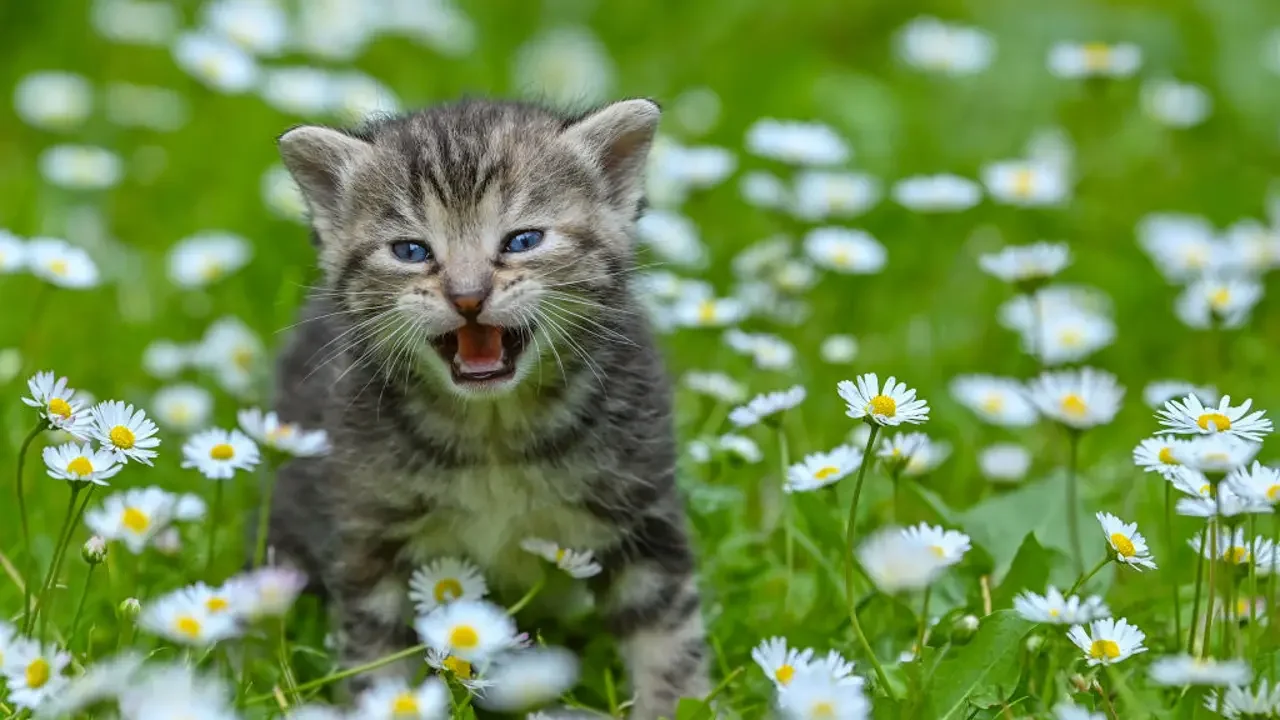 Rabies Outbreak: Urgent Vaccination Needed for Pets in Oakland and Gwinnett Counties
