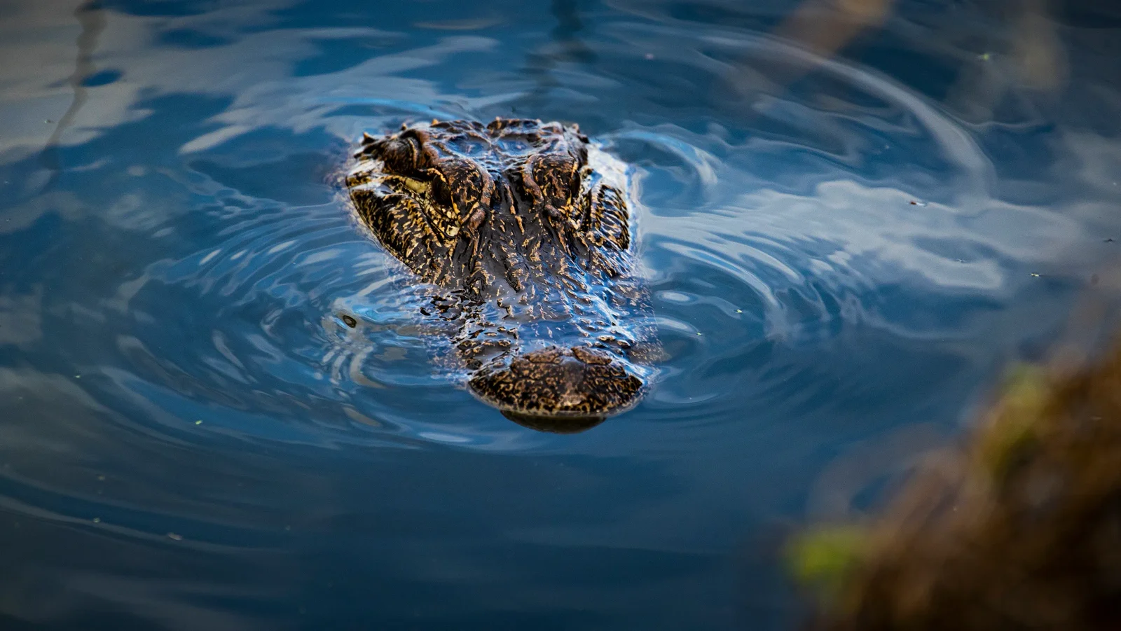 Gator attack claims life of Florida swimmer in Oviedo river