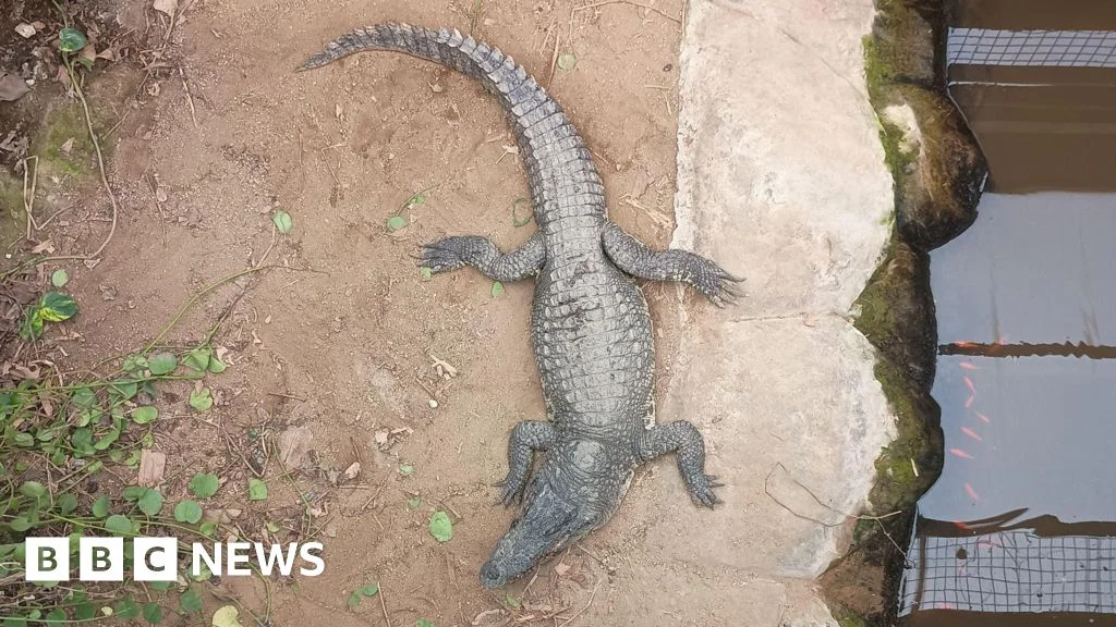 Boy pulled from crocodile enclosure at Cambridgeshire zoo; arrest made