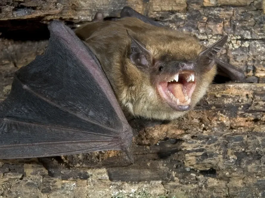 Rabid Bat Forces Rabies Concern After Vista Restaurant Sighting