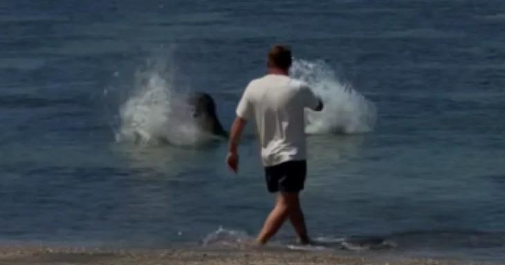 Defense says rock-throw aimed to protect sea turtles, not harming monk seals