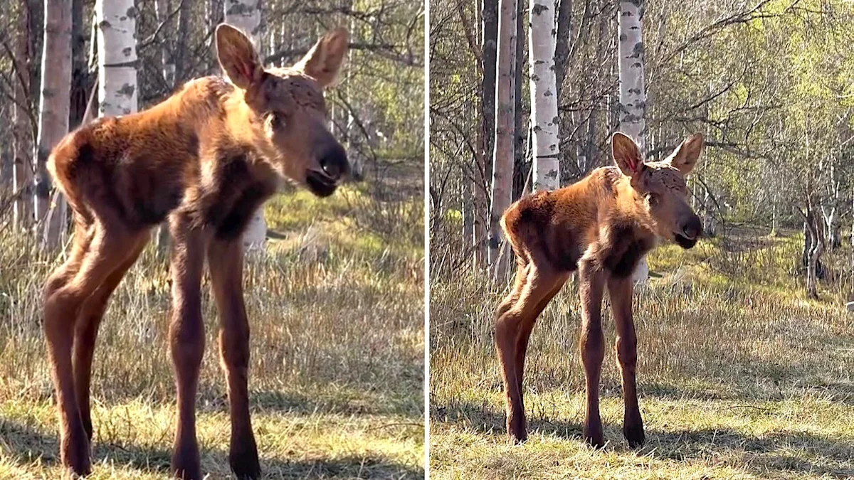 Newborn moose calf cries out as mother takes the bigger twin away