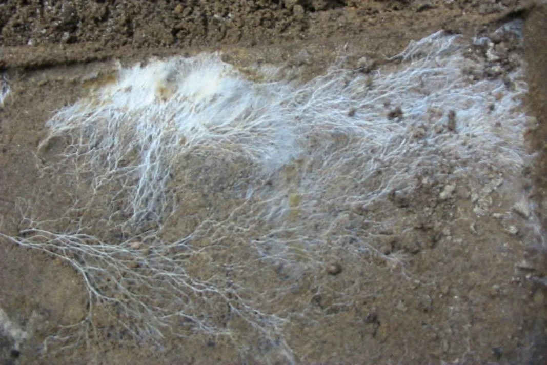 Global map uncovers a 62 quadrillion-mile underground fungal web