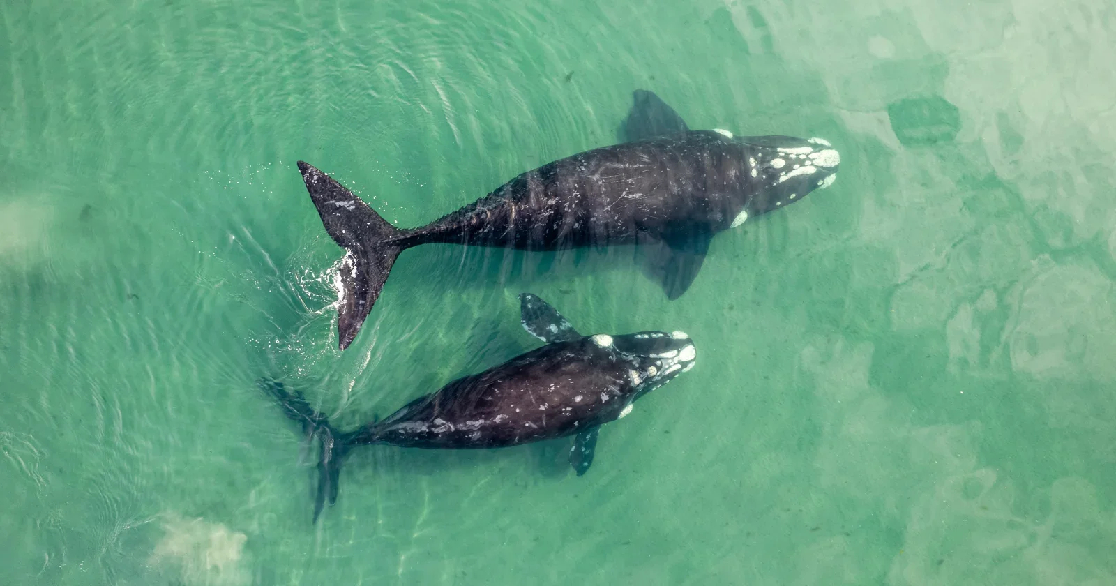 Drones Capture Sperm Whales Using Heads in Rare Head-On Encounters