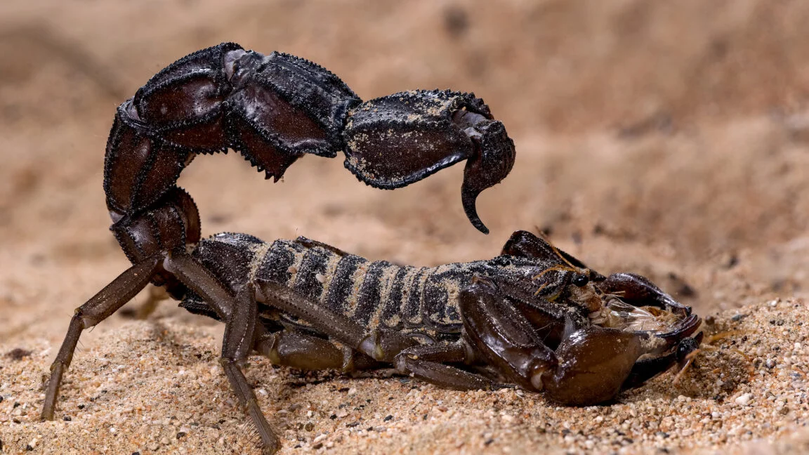 Scorpions Get Metallic Armor: Metals Harden Stingers and Claws