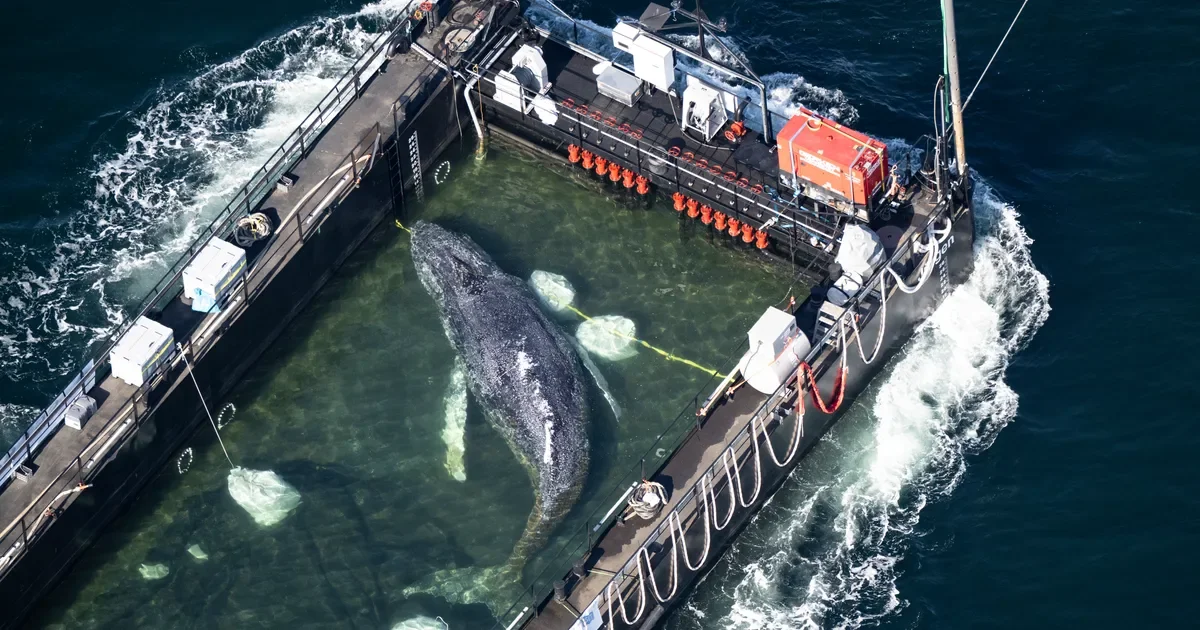Timmy the Humpback Begins North Sea Voyage on Rescue Barge