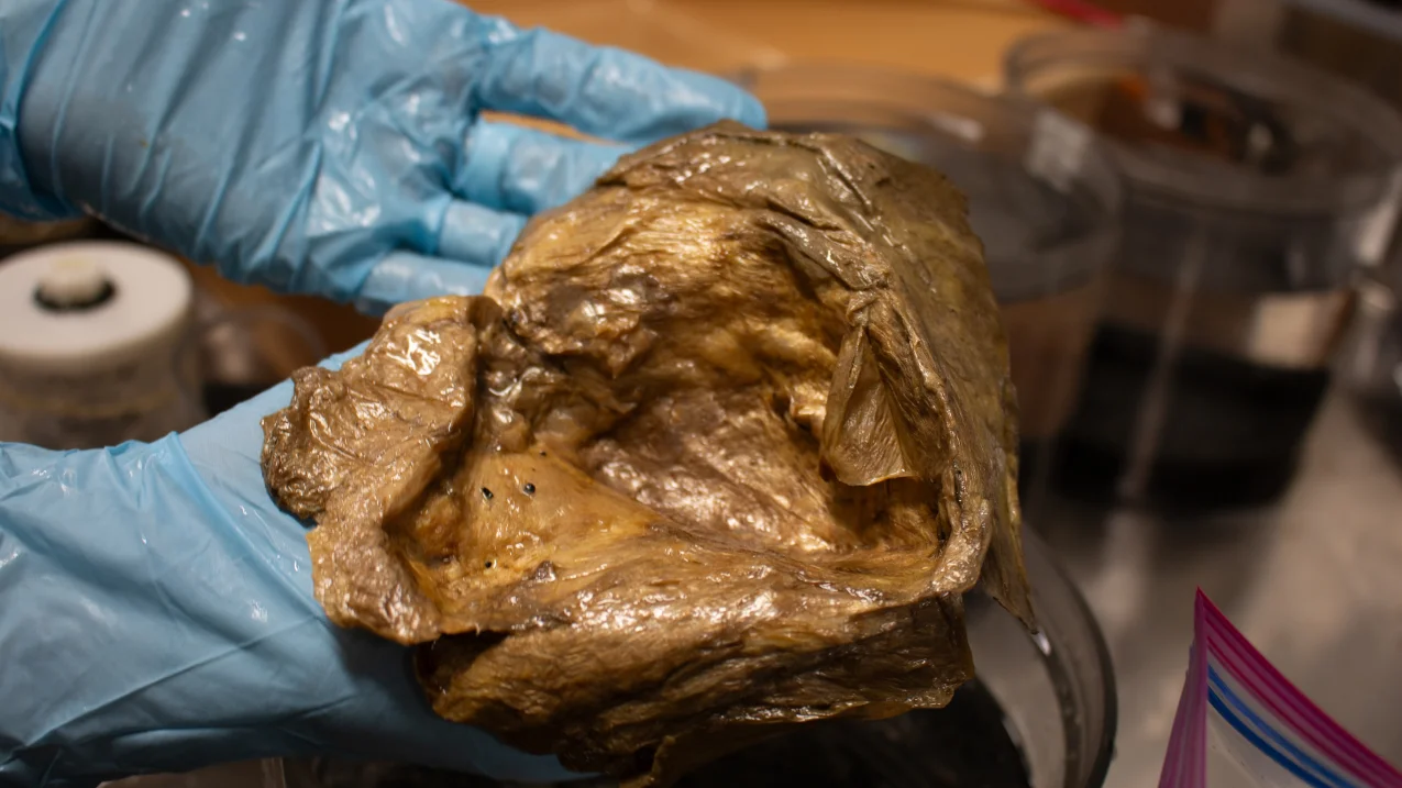 Golden Orb Mystery Solved: Remnant of a Giant Deep-Sea Anemone Identified