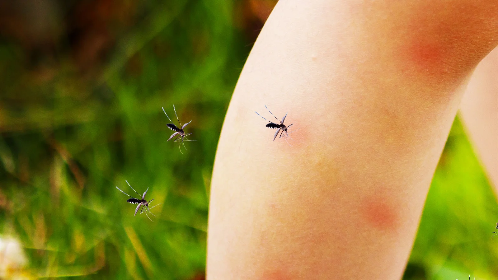 What turns you into a mosquito magnet? Festival study uncovers beer, bed-sharing, and skin bacteria as bite clues