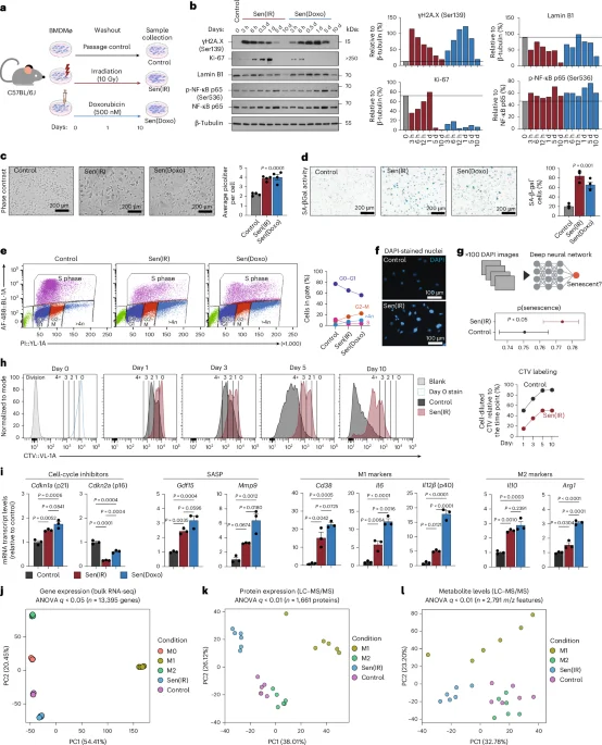 p21+TREM2+ Senescent Macrophages Drive Inflammaging and MASLD, Reversed by Senolytics