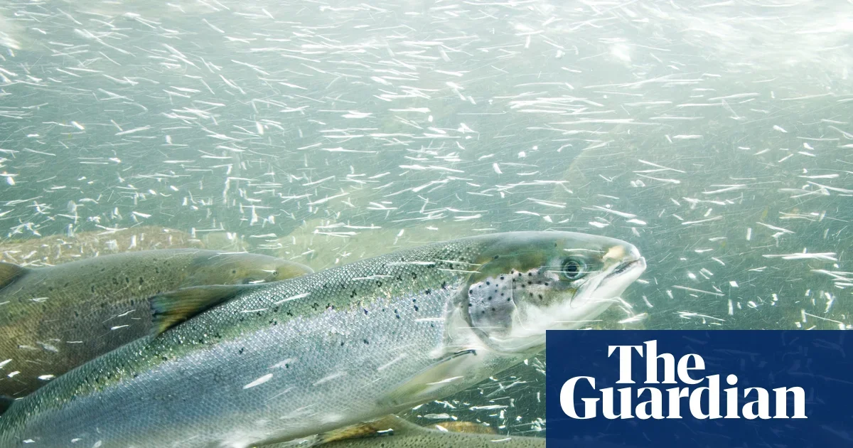 Cocaine pollution may push salmon to roam farther, study finds