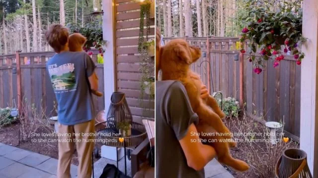 Golden Retriever Maple Delights Fans Watching Hummingbirds in Her Brother’s Arms