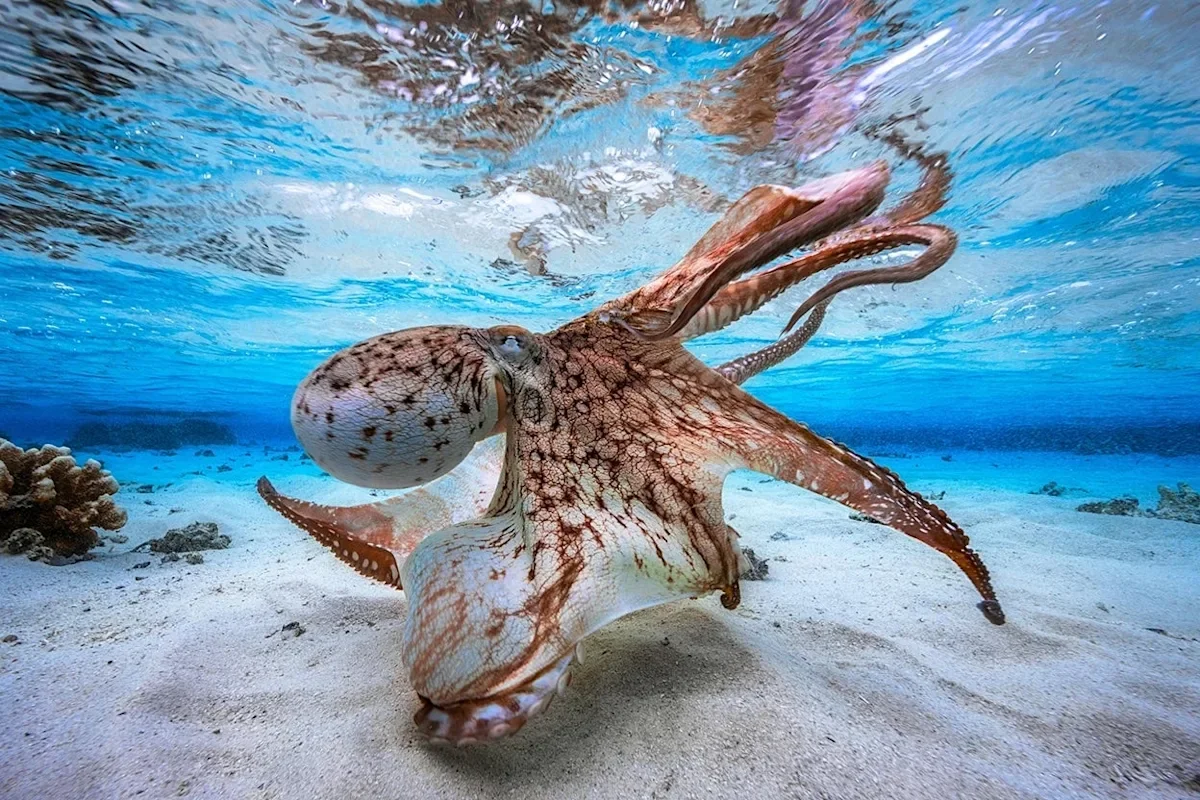 Cephalopod brains reveal a smarter path to intelligence
