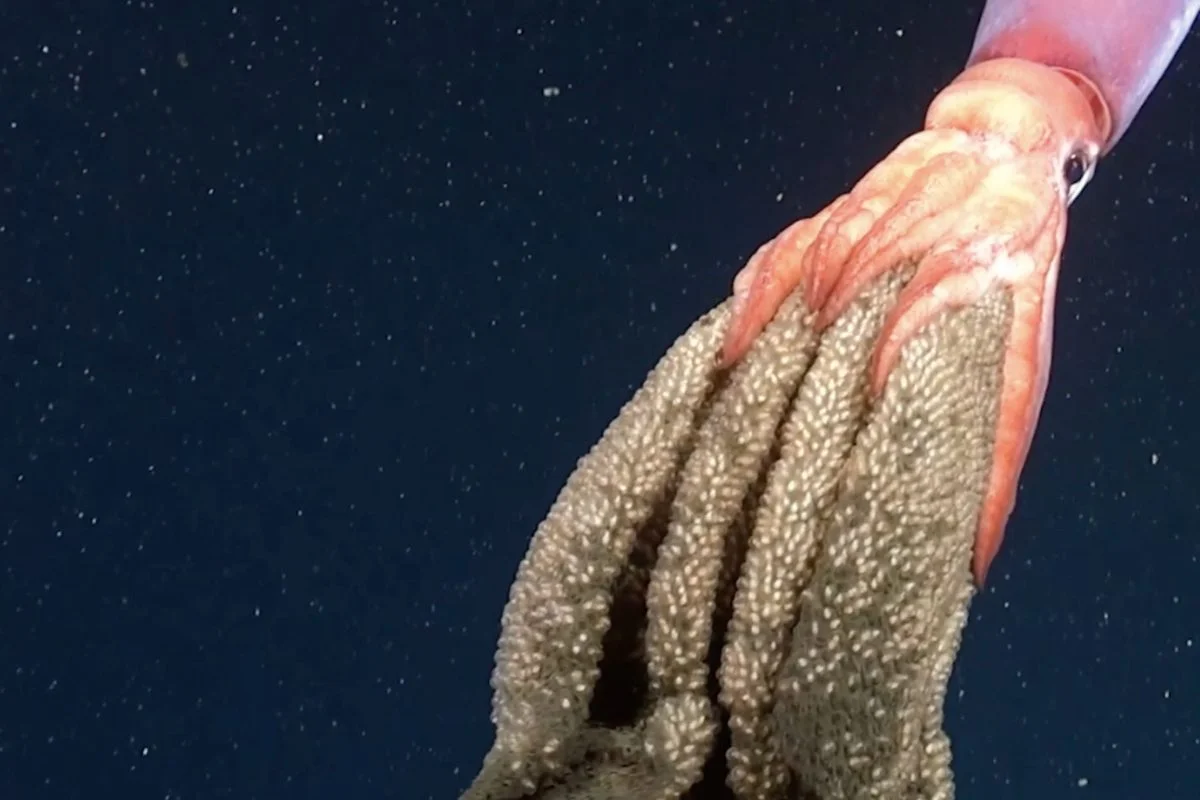 Rare brooding squid filmed carrying eggs on deep-sea expedition off Chile