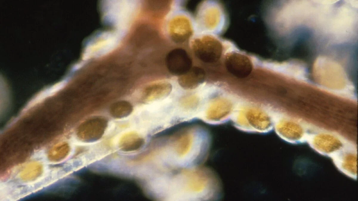 Seafood Toxins Survive Cooking, Sparking Hundreds of Outbreaks