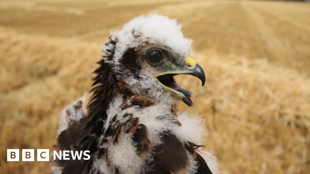 Rare Montagu's harrier nests again in secret UK site, six chicks hatched