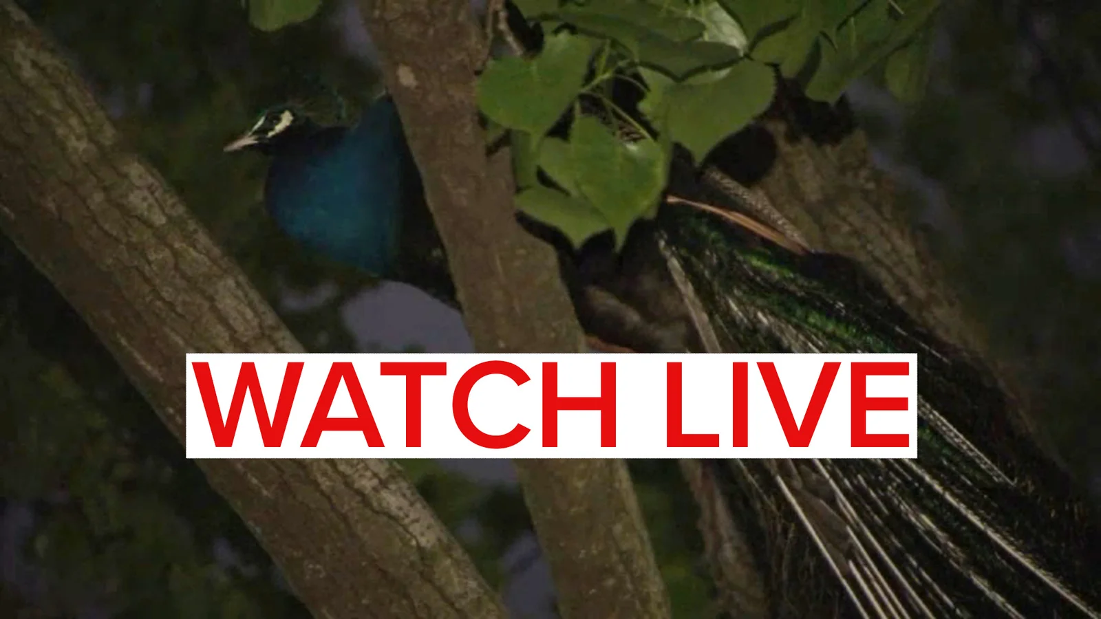 Bronx Zoo's Escaped Peacock Roosts in Local Tree and Bites Onlooker