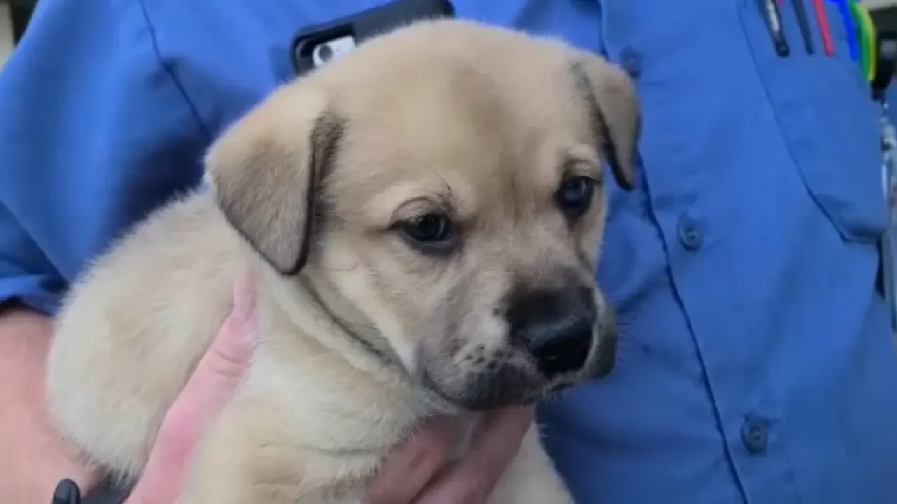 Puppy Survives Terrifying Ordeal in Los Angeles Police Chase