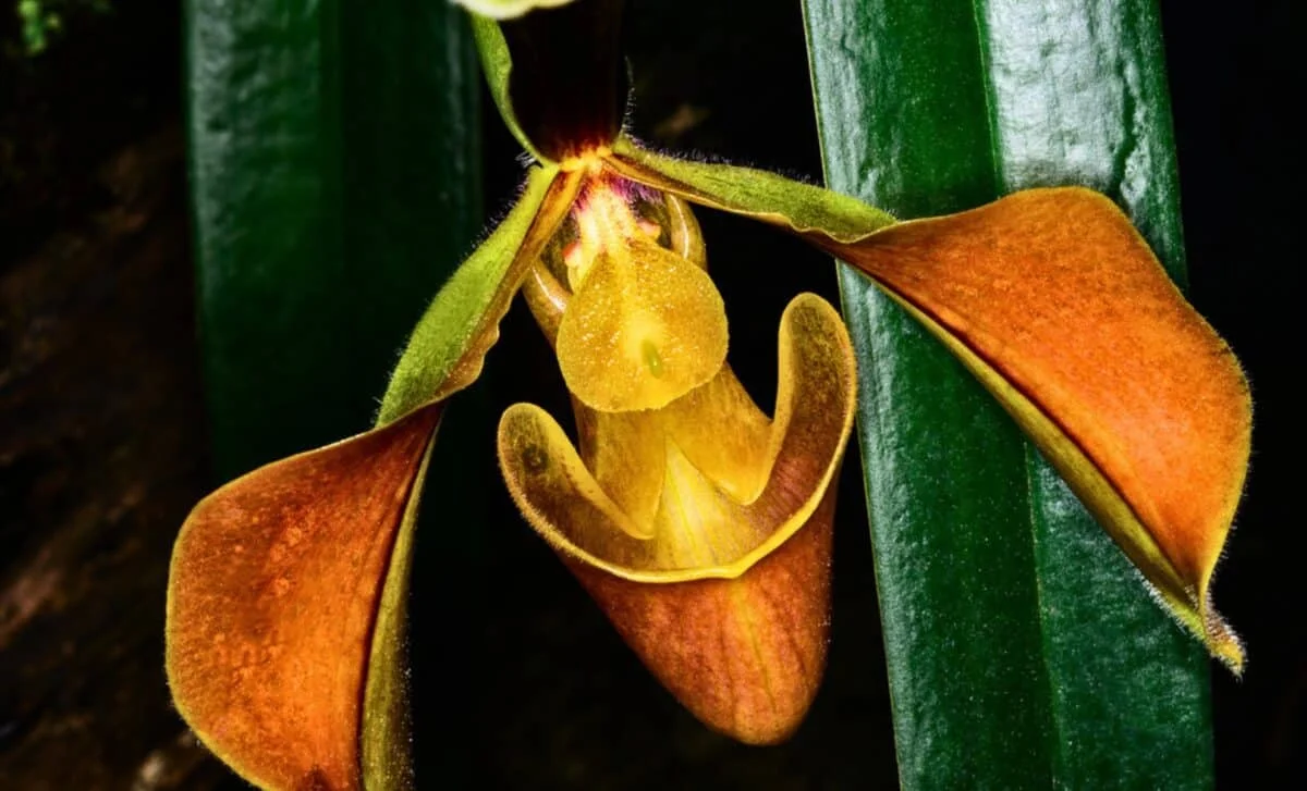 Brainless Plant Seems to Count Light, Hinting at Plant Intelligence