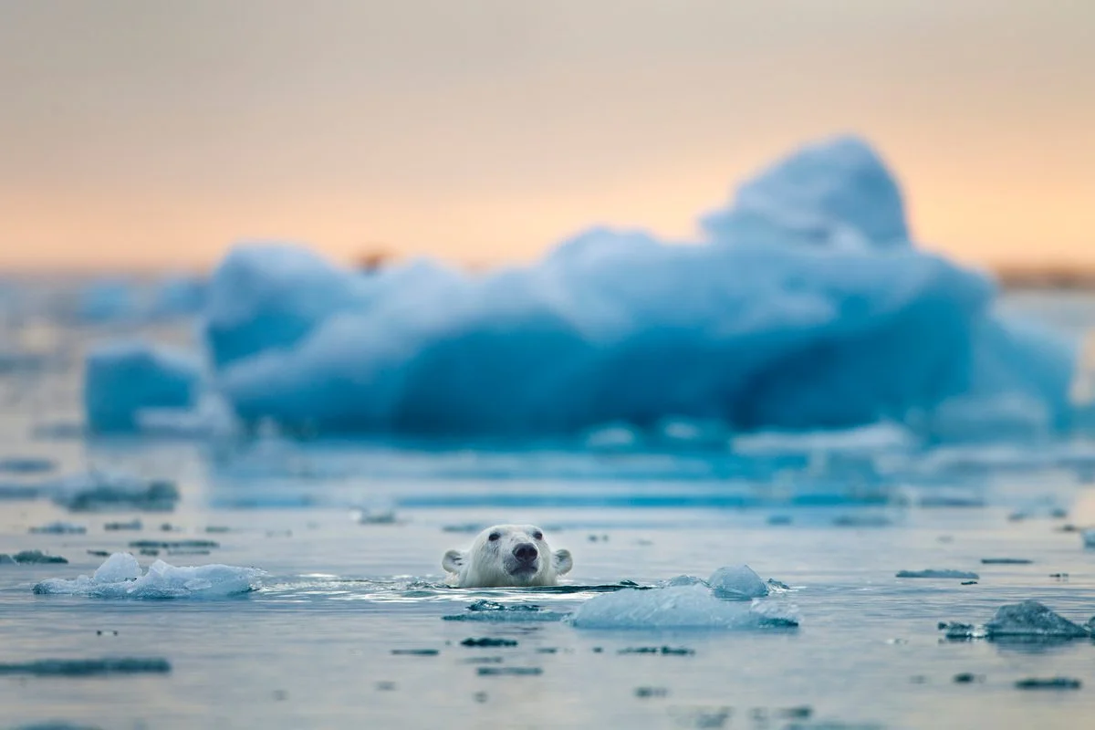 Soft-Faced Giants: 14 Photos Revealing Polar Bears' Charms as Arctic Ice Shrinks