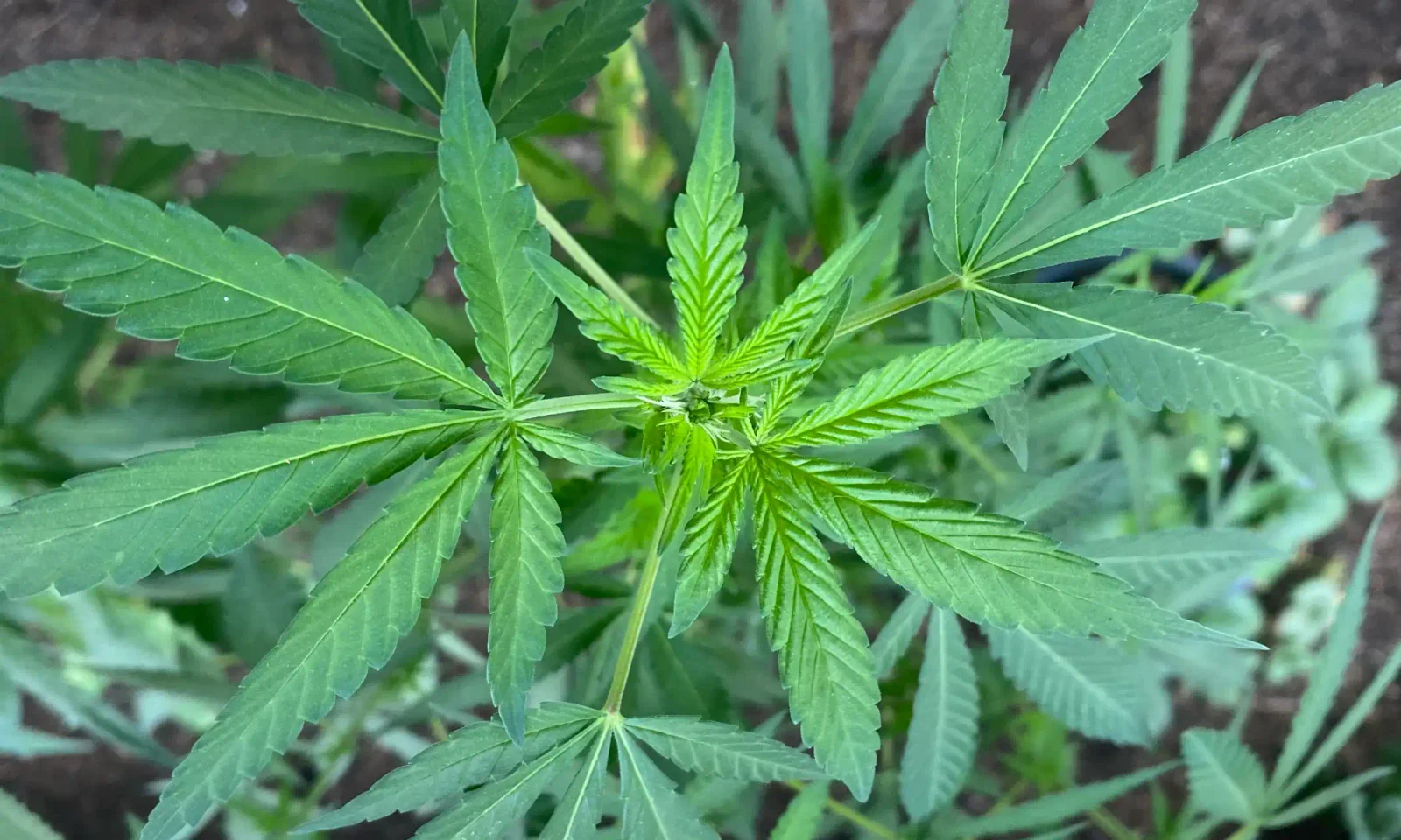AGs Challenge Federal Marijuana Rescheduling