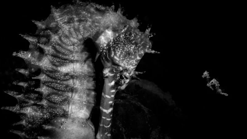 Seahorse farewell crowns Ocean Photographer of the Year 2026
