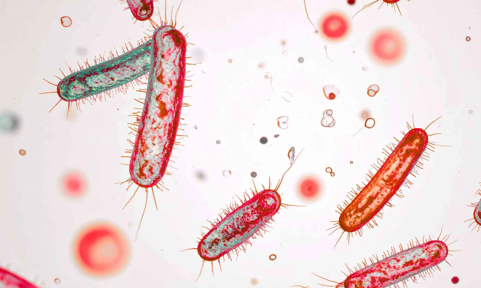 Fungal-bacterial duet worsens infections, study finds