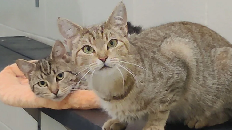 Teacher faces backlash for calling student 'despicable' over questioning peer's cat identity