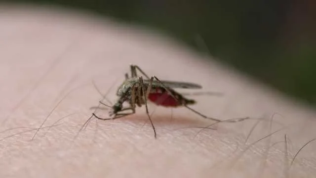 Florida's Invasive Mosquitoes Thrive in Warmer Climate.