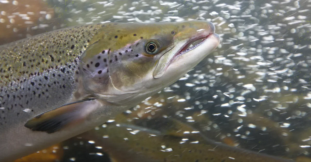 Wild Salmon Take a Longer Swim: Cocaine Metabolite Drives Greater Dispersal