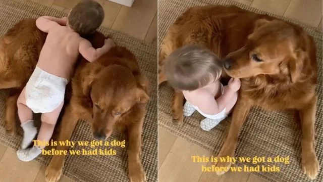 Golden Retriever Turns Patient Warm-Up Into Baby Lou's Cuddle Buddy