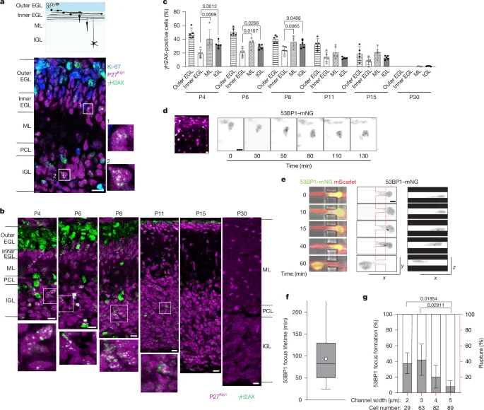 Neuronal migration causes non-lethal DNA breaks via mechanical stress