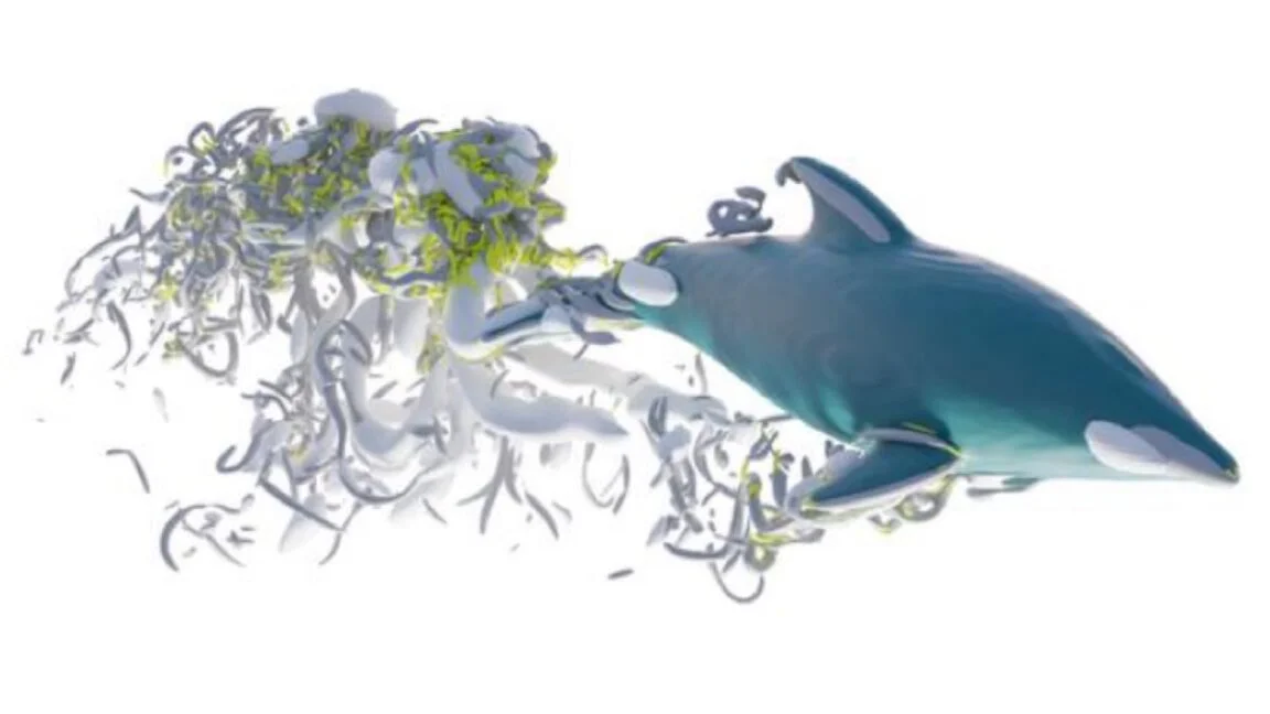From dolphins to space weather: six science stories you might have missed