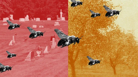 Ithaca cemetery hides a 5.5-million-bee underground city