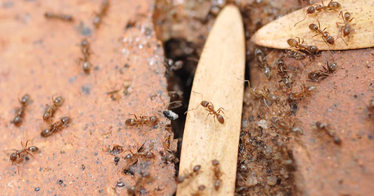 Ant Infestation Forces Temporary Surgery Pause at Manitoba Hospital