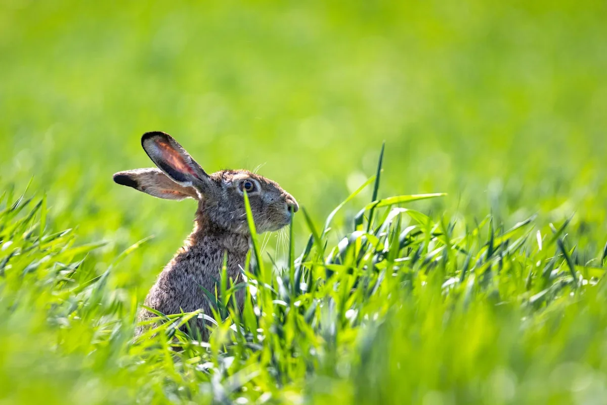 Colorado tracks rabbit-linked illness, urges caution for wildlife handlers