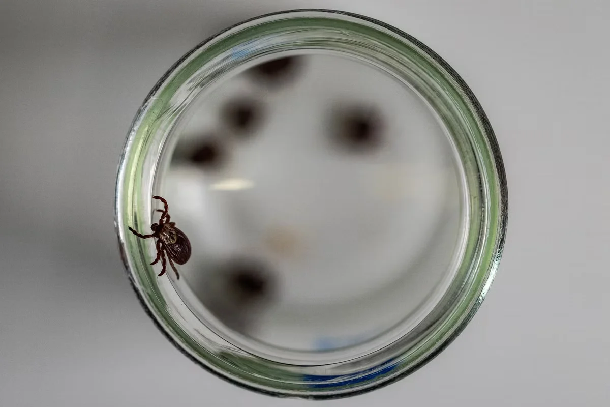 California records fourth known global case of rare tick-borne infection
