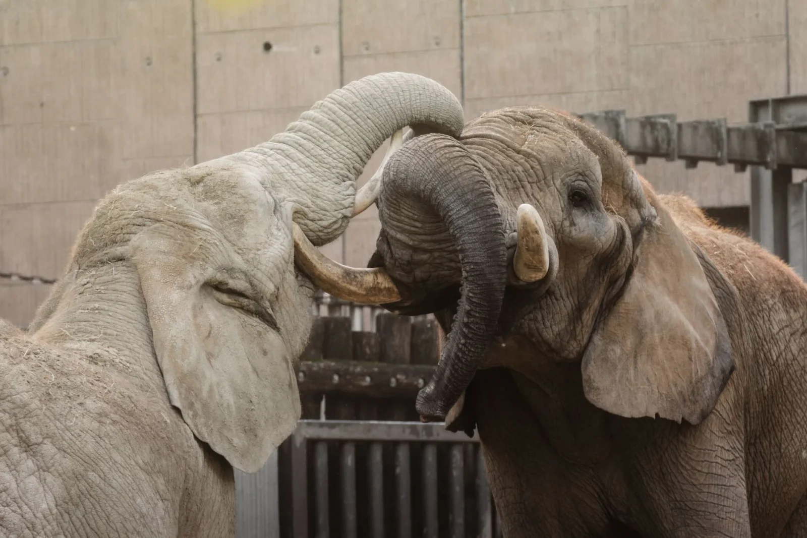 Elephants mimic play signals in sub-second timing to coordinate games