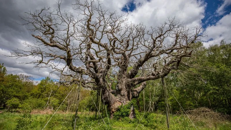 Robin Hood: How a 1,000-year-old outlaw became a worldwide myth