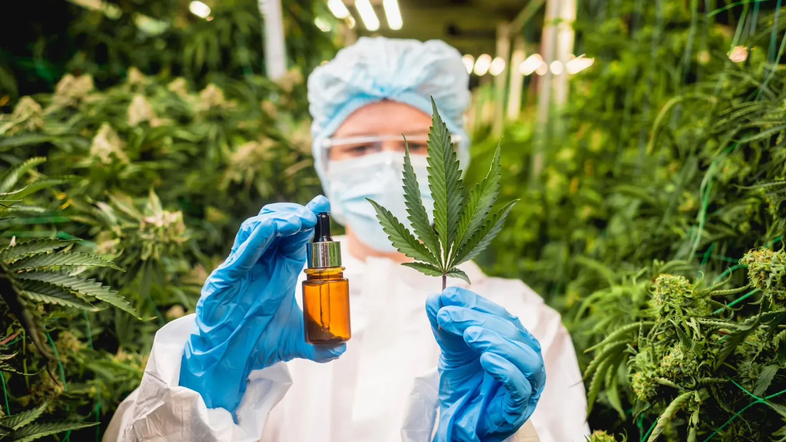 Cannabis Leaves Harbor Rare Compounds with Medical Potential