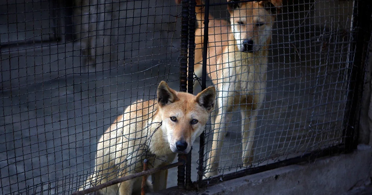 North Korea promotes dog-meat soup as heat-wave remedy, with Kim Jong Un cast as sharing the hardship