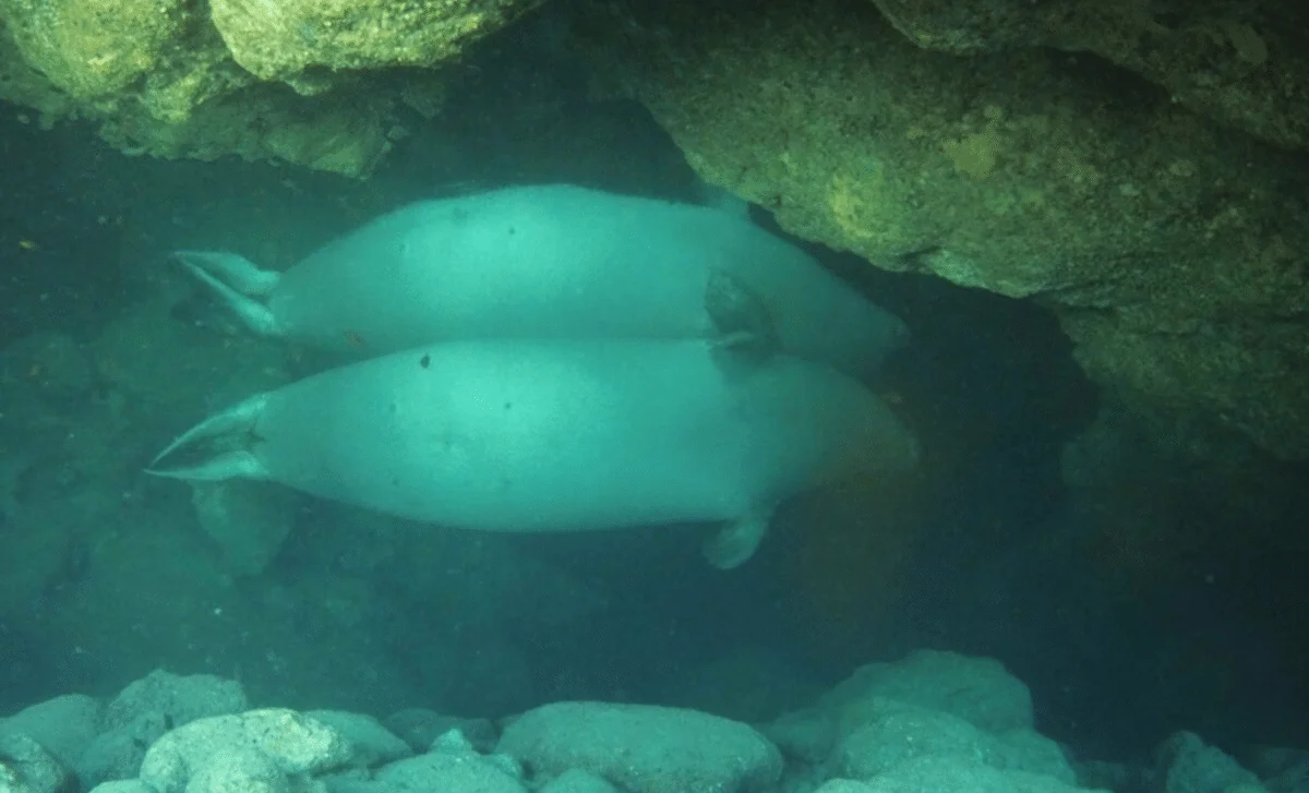 Hidden Underwater Havens: Seals Escape Crowds to Bubble Caves