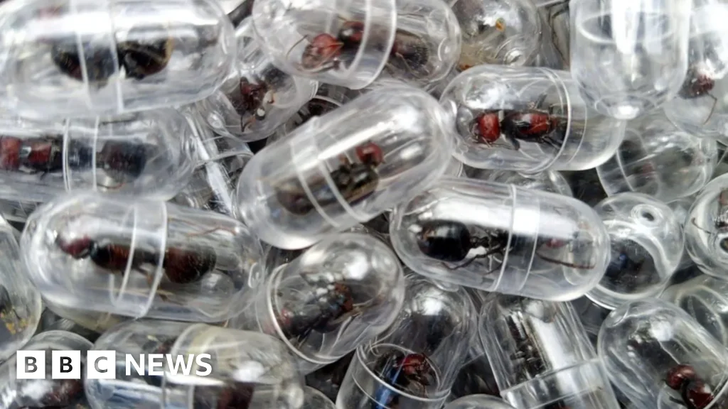 Kenya jails Chinese national for smuggling live ants to China
