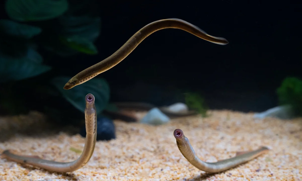 3D lamprey brain atlas maps ancient vertebrate brain evolution