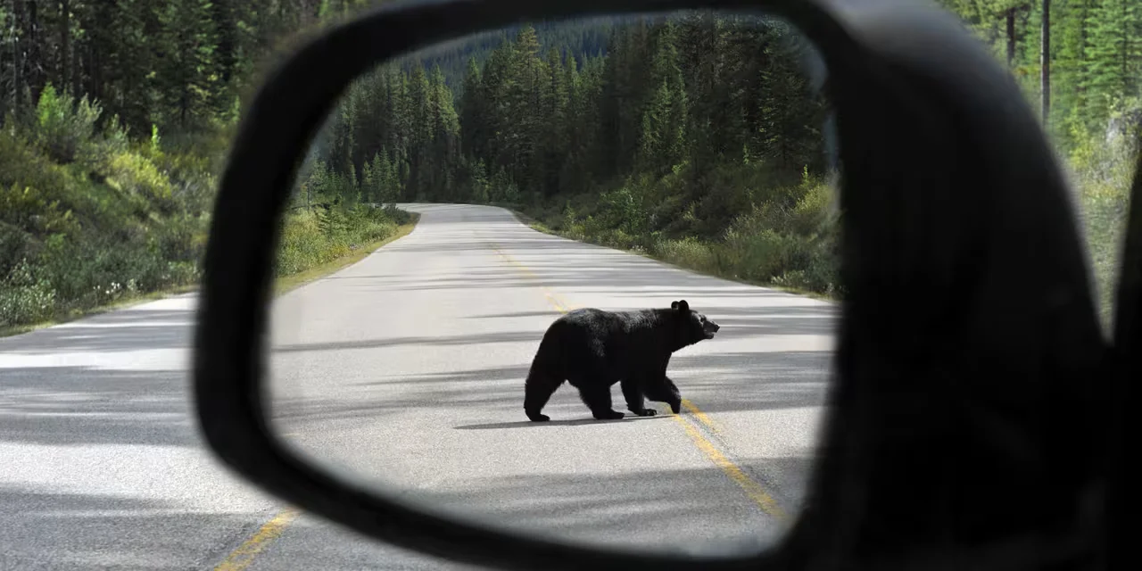 From Bear to Bull: What's Next for the S&P 500?