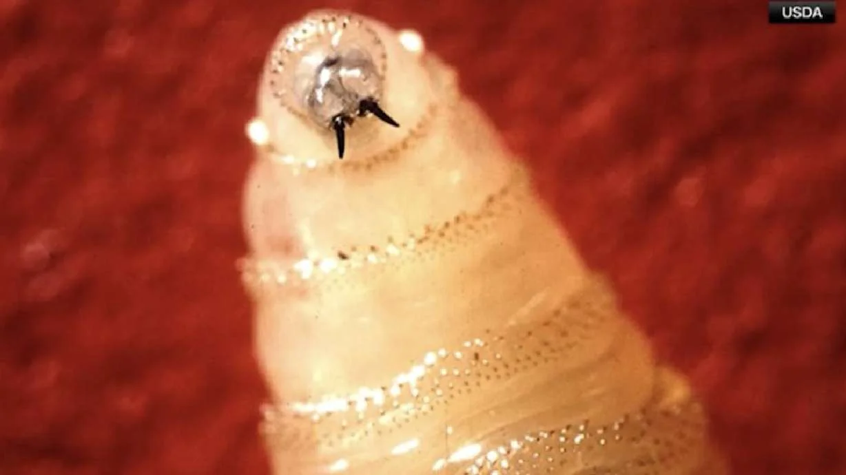 Idaho tightens animal imports after screwworm detection