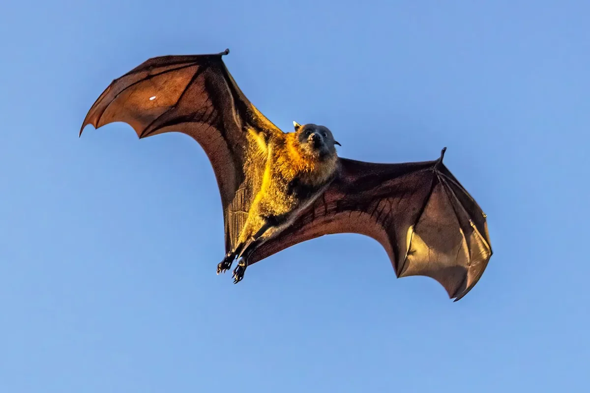 Rabies Alert After Bat Found on California College Campus