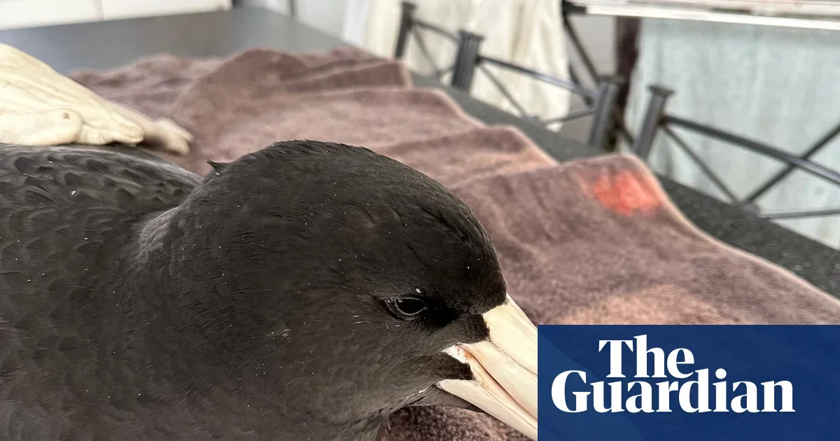 H5N1 hits Western Australia’s offshore seabirds, triggering wildlife health alert