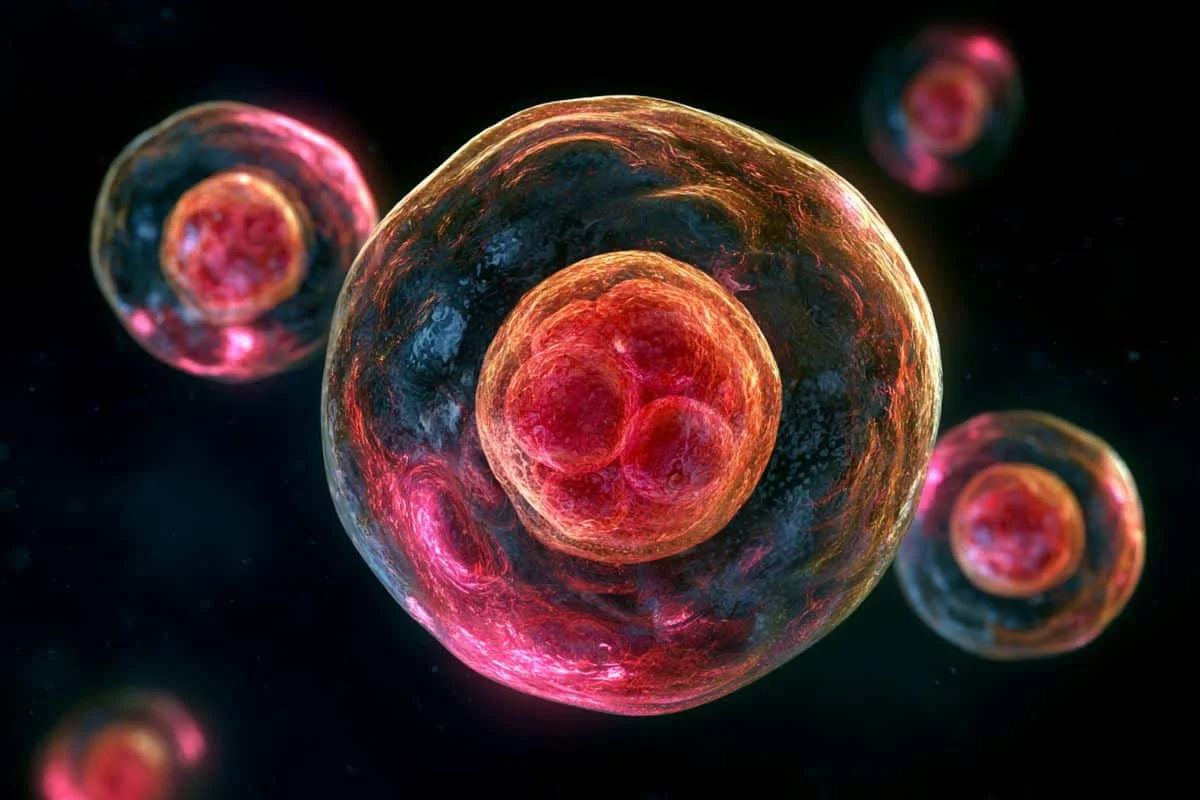 Autophagy Failure in Older Eggs Halts Early Embryo Development